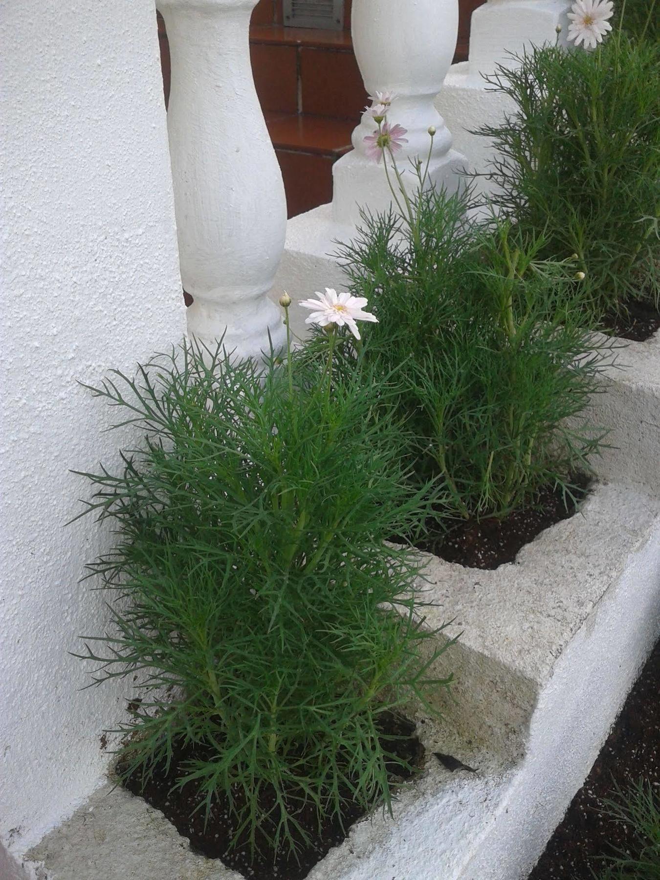 Bird'S Nests Hotel Tanah Rata Zewnętrze zdjęcie
